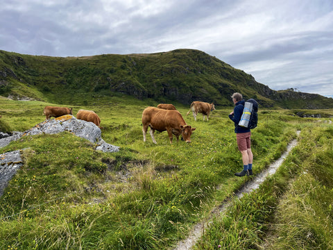 Ålesund to Molnes - Scenic Sea Route